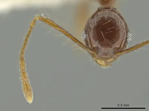 Pheidole demeter specimen