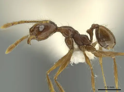 Pheidole demeter specimen