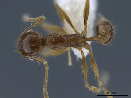 Pheidole demeter - CASENT0650580