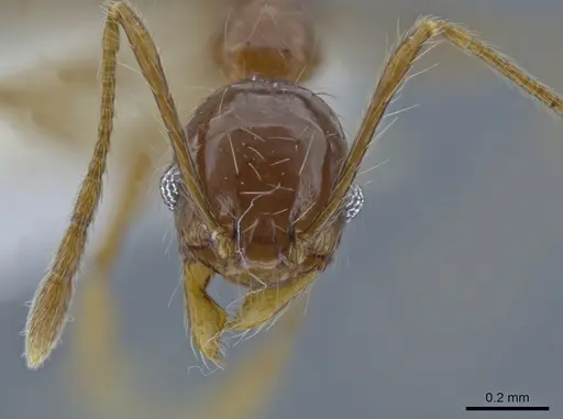 Pheidole demeter - CASENT0650580