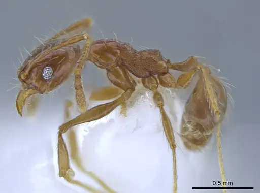 Pheidole demeter - CASENT0650580