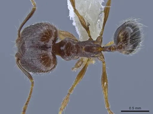 Pheidole demeter - CASENT0650581