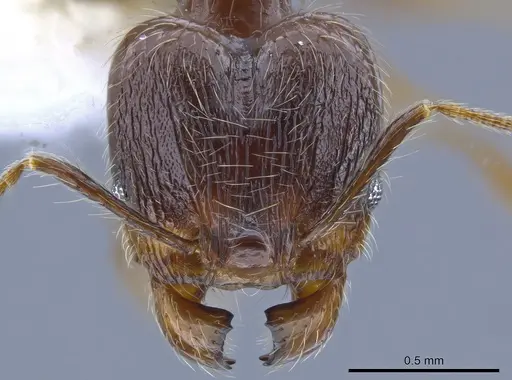 Pheidole demeter - CASENT0650581