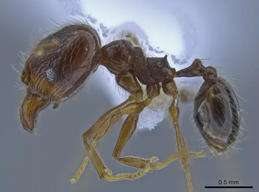 Pheidole demeter - CASENT0650581