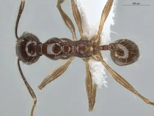 Pheidole demeter - ECOFOG-MI15-0378-45