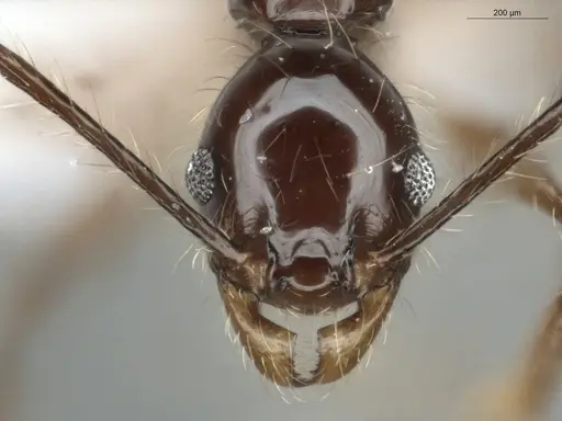 Pheidole demeter - ECOFOG-MI15-0378-45