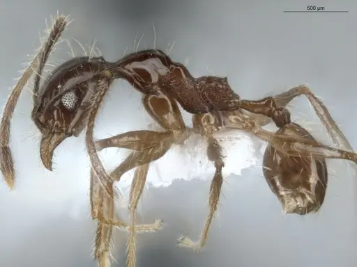 Pheidole demeter - ECOFOG-MI15-0378-45