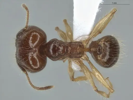 Pheidole demeter - ECOFOG-MI15-0378-52