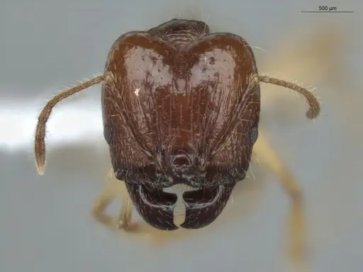 Pheidole demeter - ECOFOG-MI15-0378-52