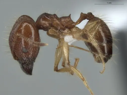 Pheidole demeter - ECOFOG-MI15-0378-52