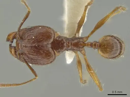 Pheidole demeter - JTLC000016363
