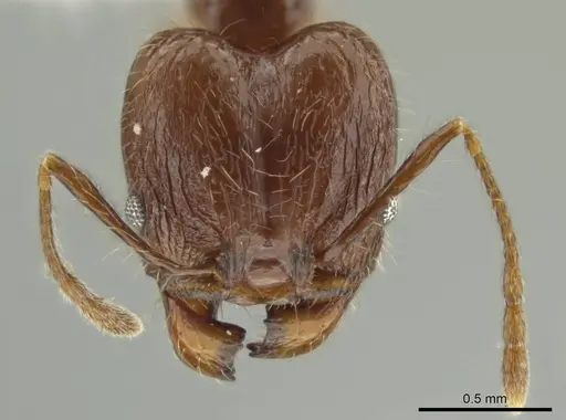 Pheidole demeter - JTLC000016363