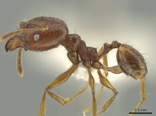 Pheidole demeter - JTLC000016363