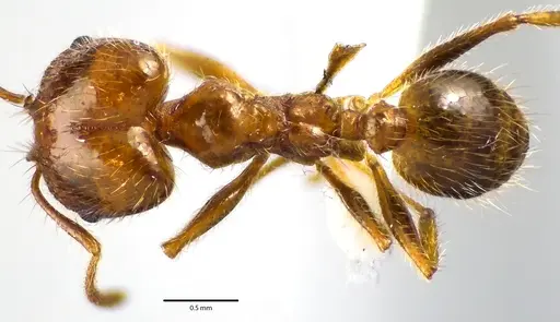 Pheidole dentata specimen