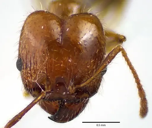 Pheidole dentata specimen