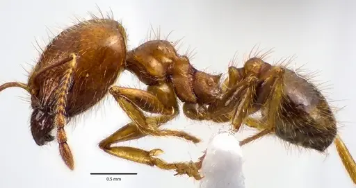 Pheidole dentata specimen