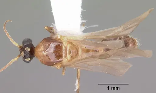 Pheidole dentata - CASENT0103872