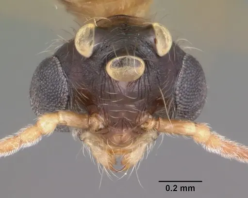 Pheidole dentata - CASENT0103872