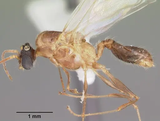 Pheidole dentata - CASENT0103872