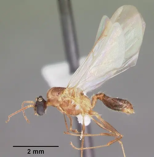 Pheidole dentata - CASENT0103872