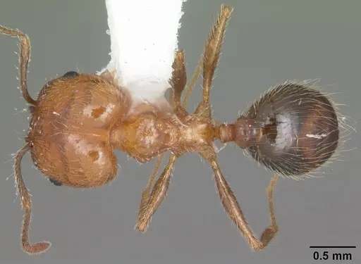Pheidole dentata - CASENT0103882