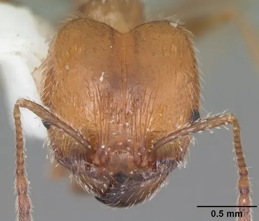Pheidole dentata - CASENT0103882
