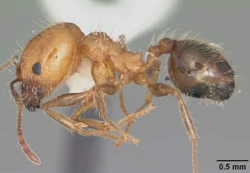 Pheidole dentata - CASENT0103882