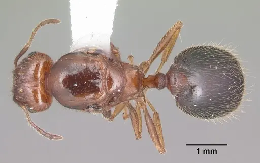 Pheidole dentata - CASENT0103883
