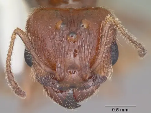 Pheidole dentata - CASENT0103883