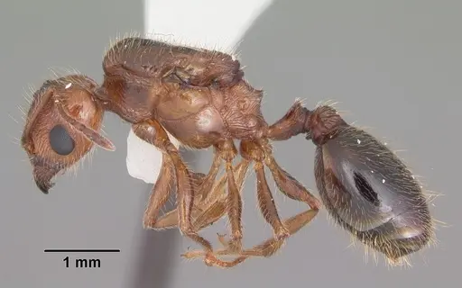 Pheidole dentata - CASENT0103883