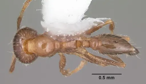 Pheidole dentata - CASENT0104240