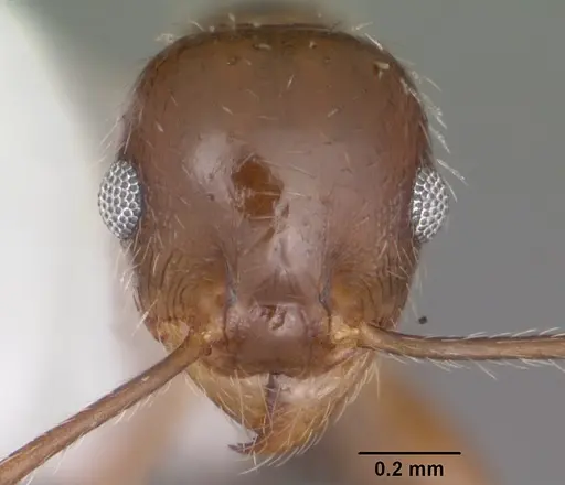 Pheidole dentata - CASENT0104240