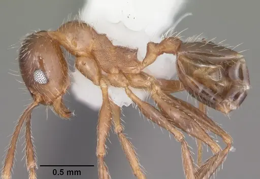 Pheidole dentata - CASENT0104240