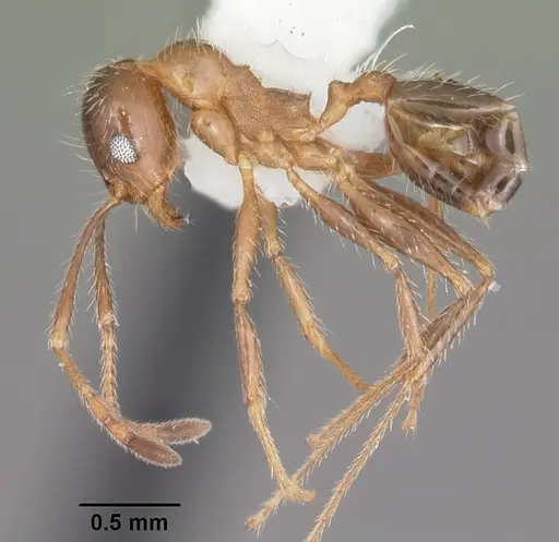 Pheidole dentata - CASENT0104240