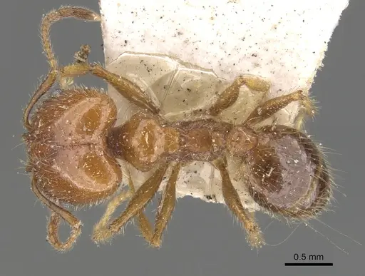 Pheidole dentata - CASENT0901475