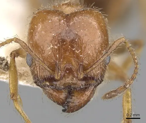 Pheidole dentata - CASENT0901475