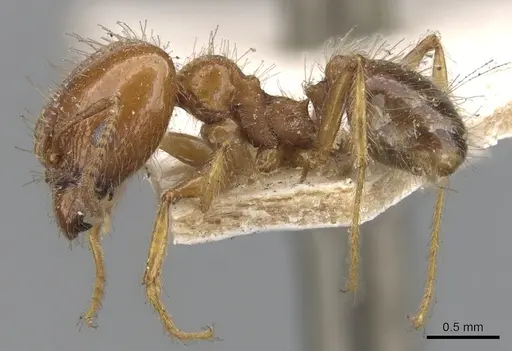 Pheidole dentata - CASENT0901475