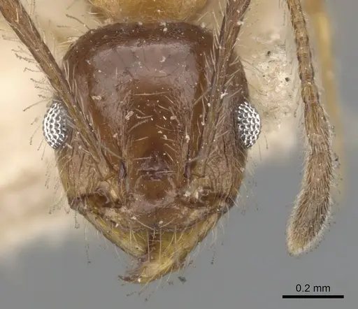 Pheidole dentata - CASENT0901476