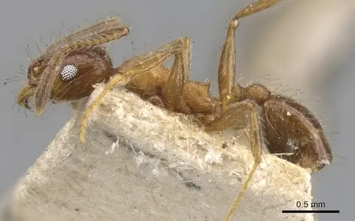 Pheidole dentata - CASENT0901476