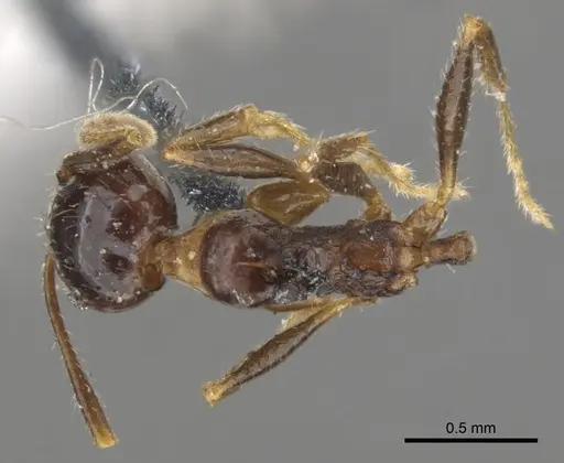 Pheidole dentata - CASENT0901549