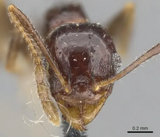 Pheidole dentata - CASENT0901549