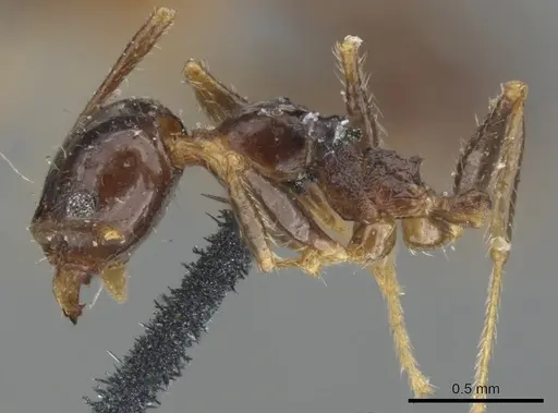 Pheidole dentata - CASENT0901549