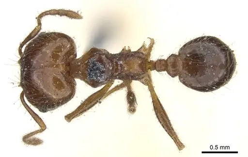 Pheidole dentata - CASENT0901550