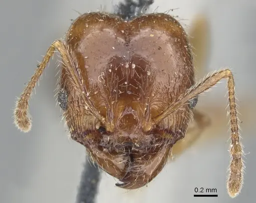Pheidole dentata - CASENT0901550