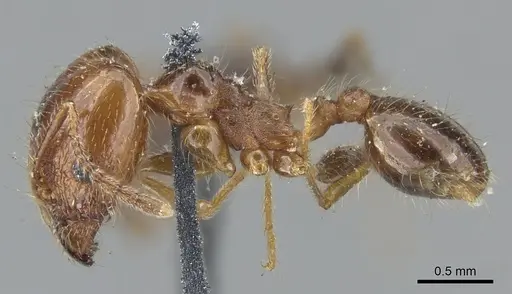 Pheidole dentata - CASENT0901550