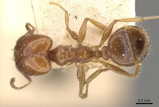 Pheidole dentata - CASENT0908218