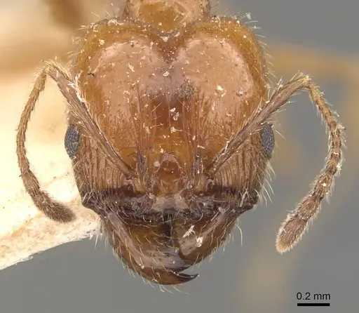 Pheidole dentata - CASENT0908218