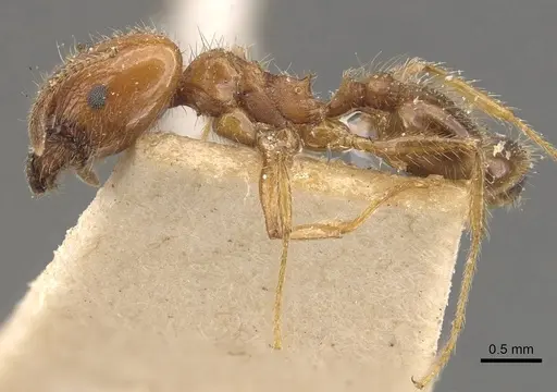 Pheidole dentata - CASENT0908218