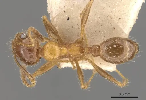 Pheidole dentata - CASENT0908219