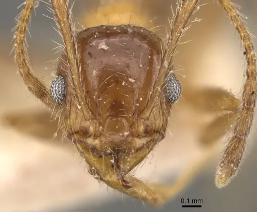 Pheidole dentata - CASENT0908219